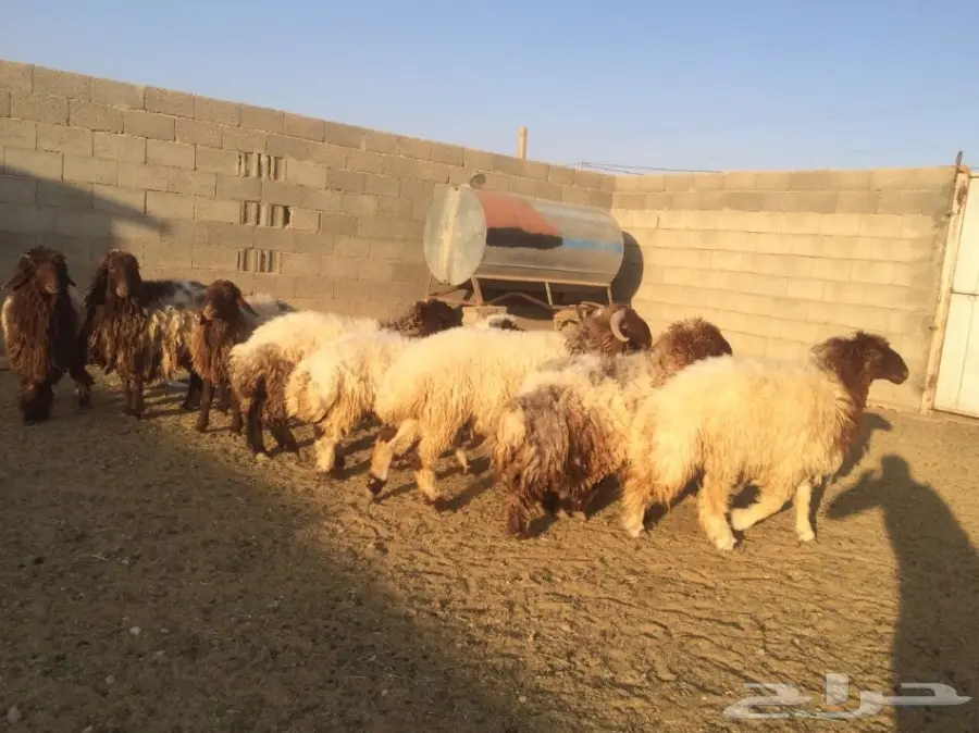 للبيع خروفين وجذعات  (image 1)