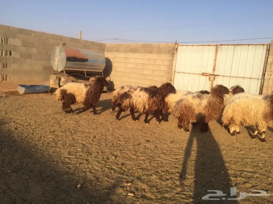 للبيع خروفين وجذعات  (image 2)