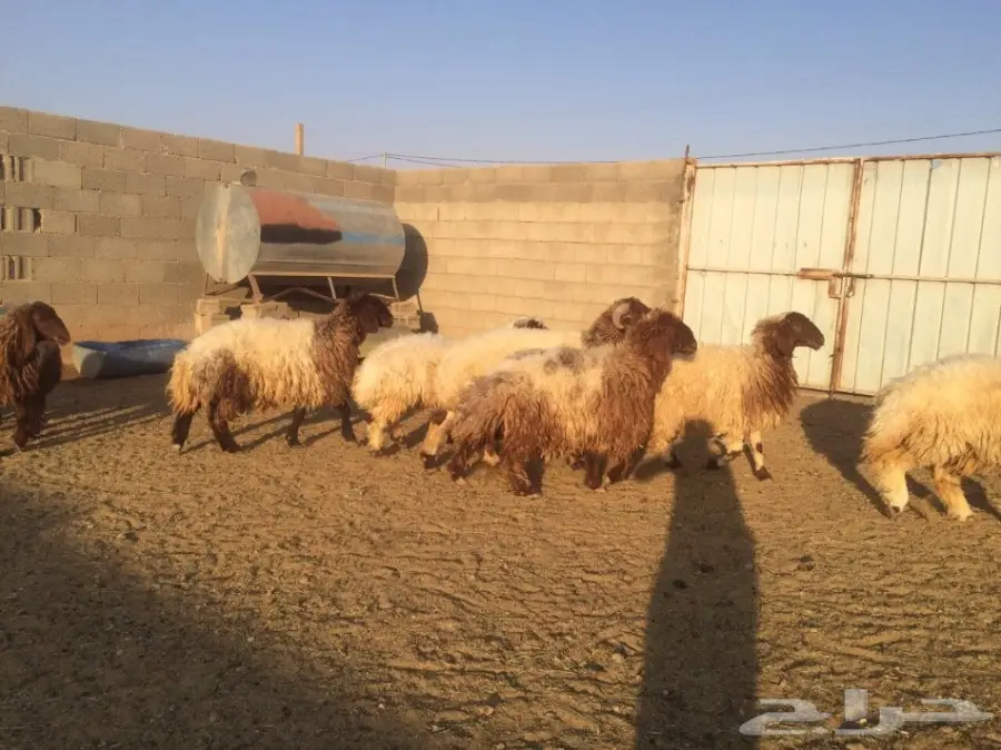 للبيع خروفين وجذعات  (image 3)