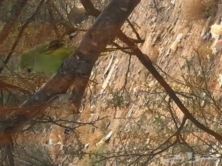 للبيع ببغاء دره  (image 6)