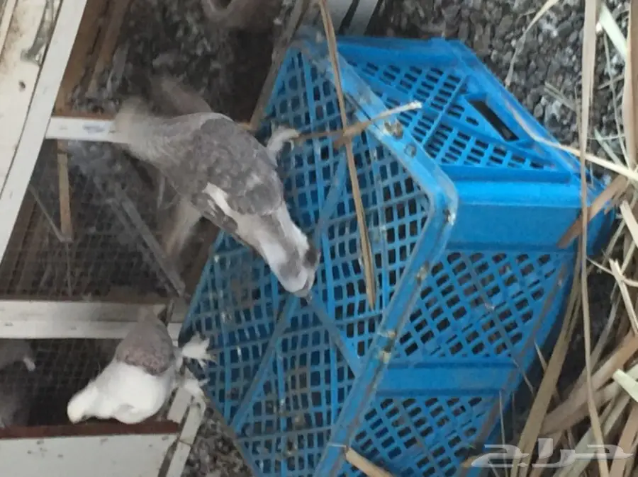 ثلاث ازواج تركي منتجه على الشرررط