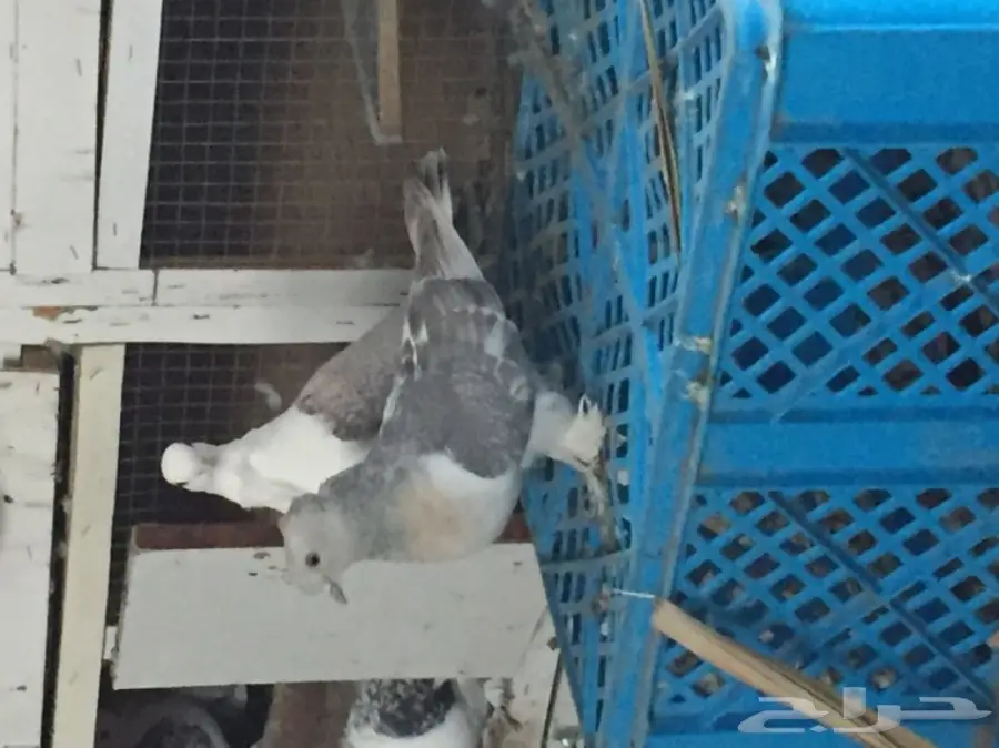 ثلاث ازواج تركي منتجه على الشرررط (image 1)