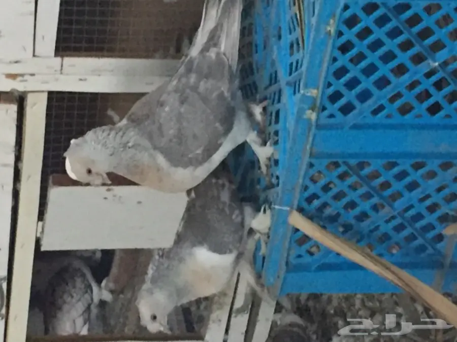 ثلاث ازواج تركي منتجه على الشرررط (image 2)