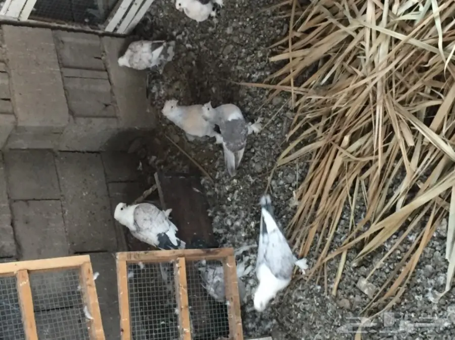 ثلاث ازواج تركي منتجه على الشرررط (image 3)