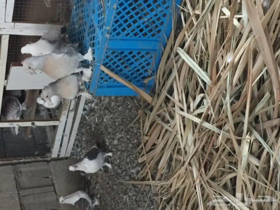 ثلاث ازواج تركي منتجه على الشرررط (image 4)