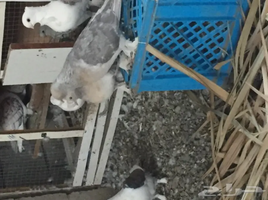 ثلاث ازواج تركي منتجه على الشرررط (image 5)