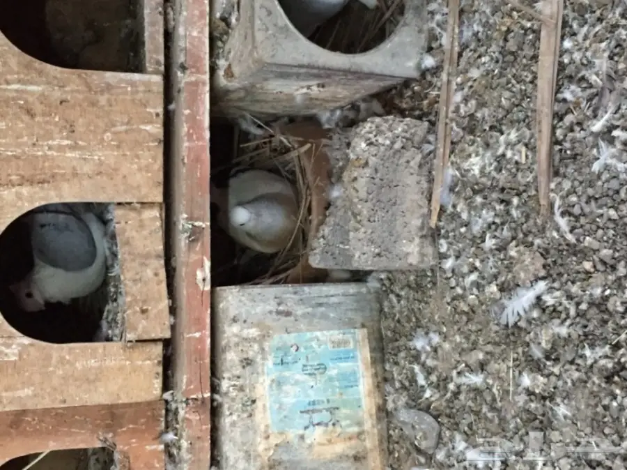 ثلاث ازواج تركي منتجه على الشرررط (image 6)