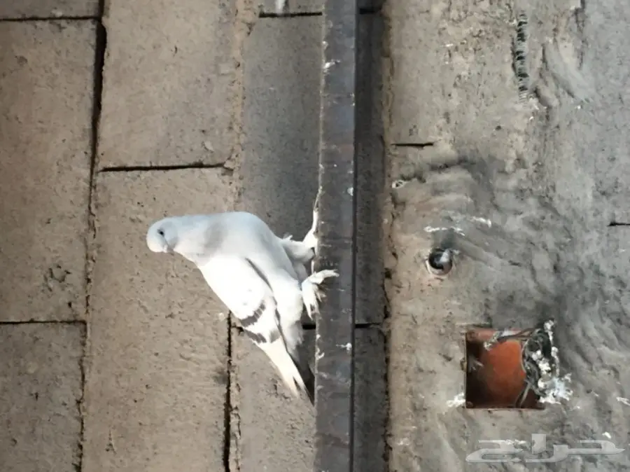 ثلاث ازواج تركي منتجه على الشرررط (image 7)