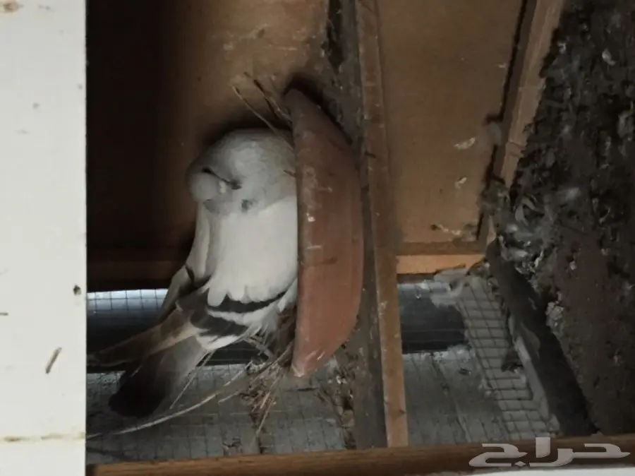 ثلاث ازواج تركي منتجه على الشرررط (image 8)