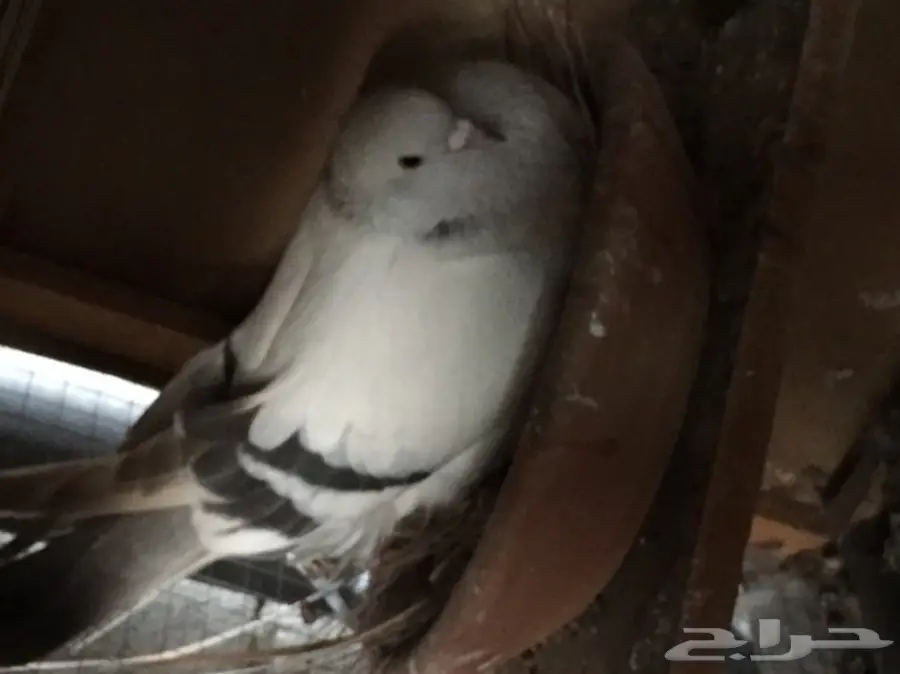 ثلاث ازواج تركي منتجه على الشرررط (image 9)