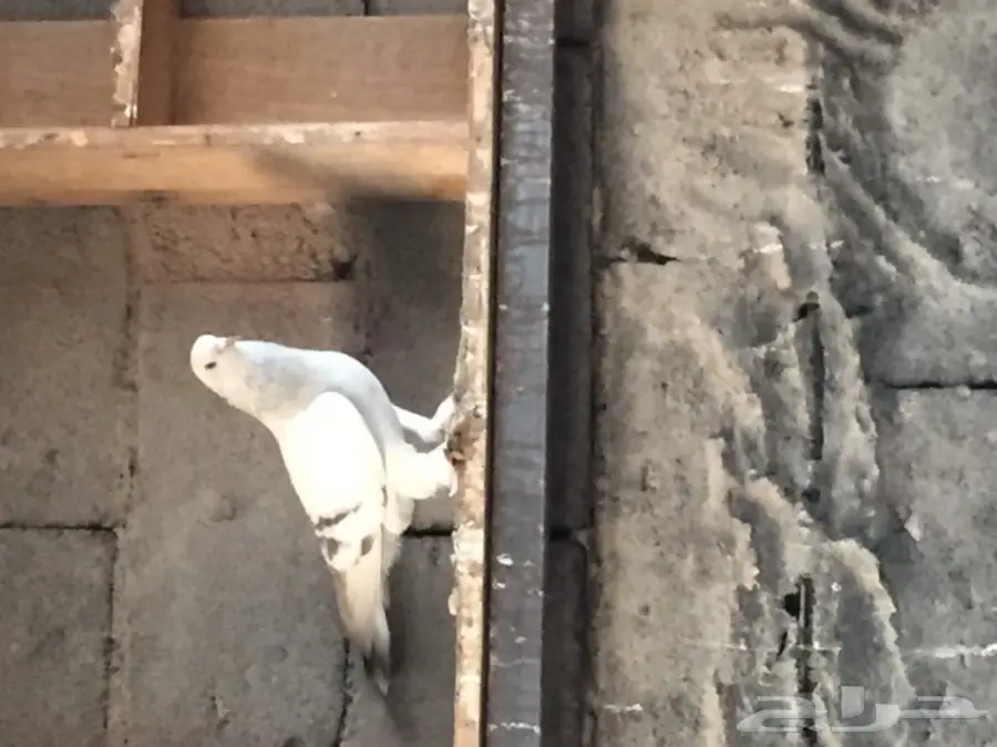 ثلاث ازواج تركي منتجه على الشرررط (image 10)