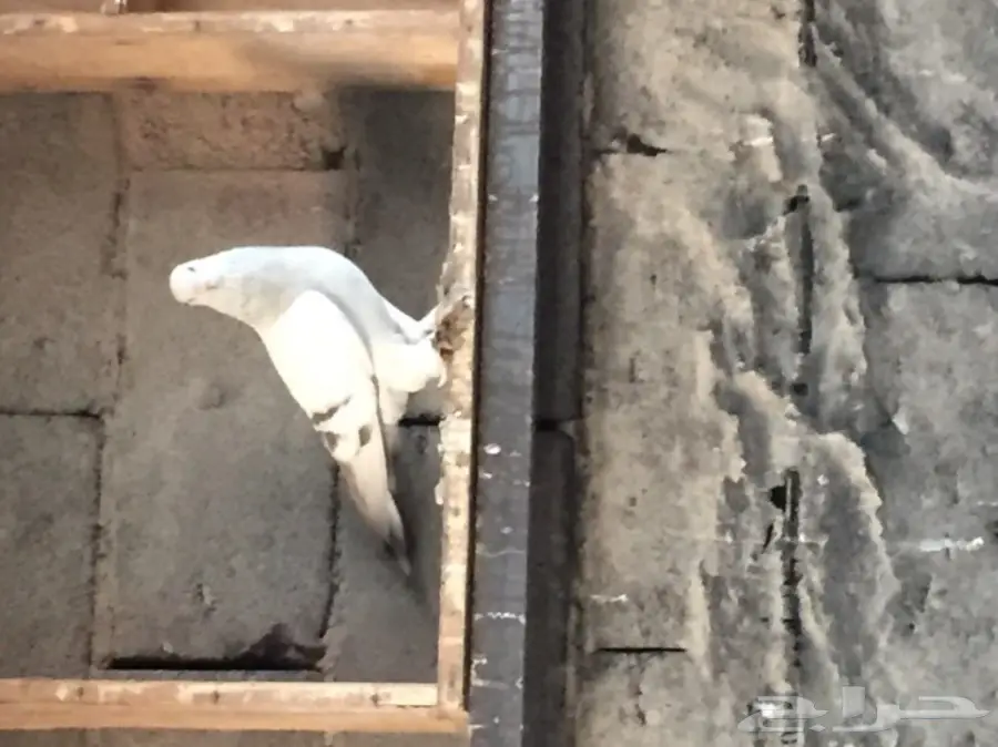 ثلاث ازواج تركي منتجه على الشرررط (image 11)