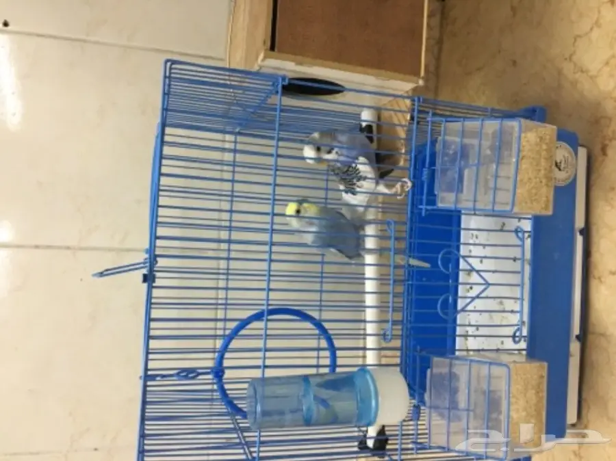 طيور للبيع (image 1)