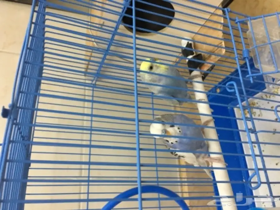 طيور للبيع (image 2)