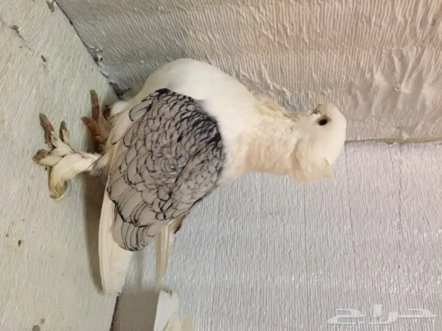 جوز ستنايت  (image 1)