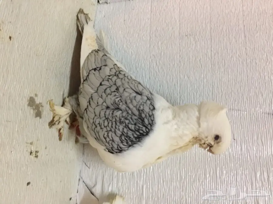 جوز ستنايت  (image 2)