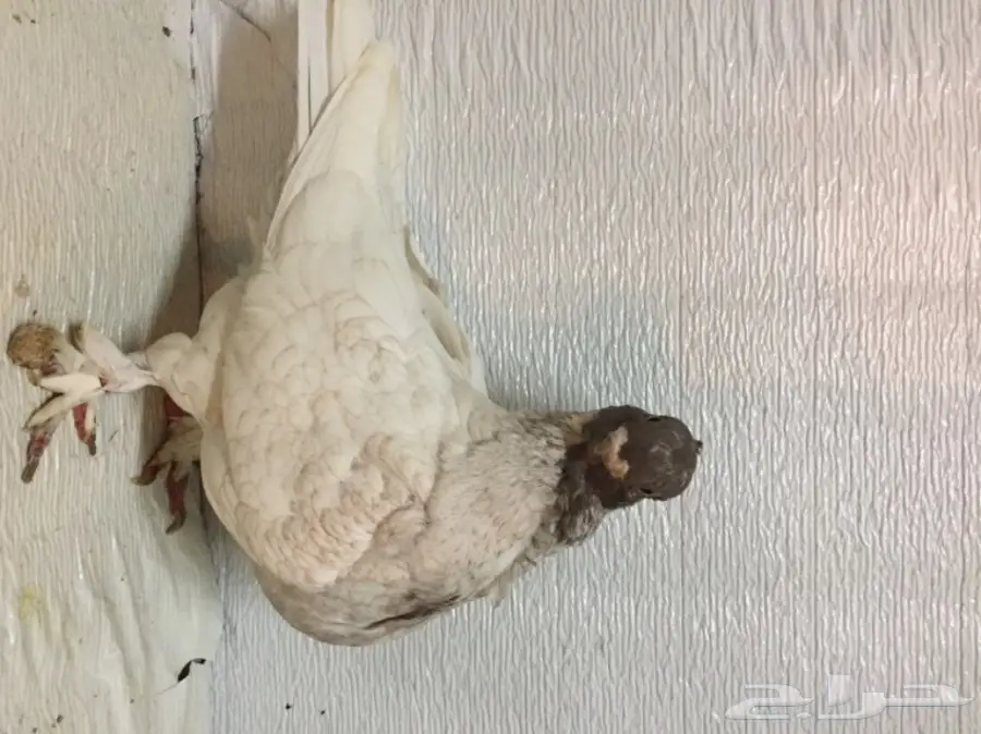 جوز ستنايت  (image 3)