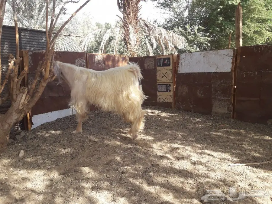 فحل مصري أقرع (image 4)