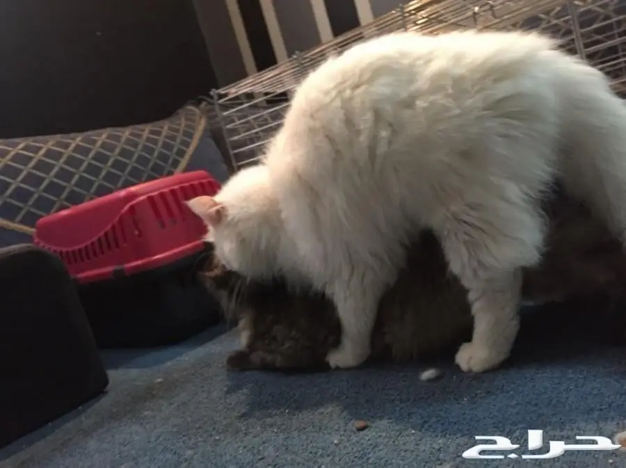 تزاوج قطط (تلقيح قطط)  (image 3)