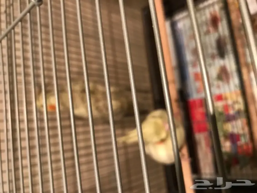 جوز كروان منتج