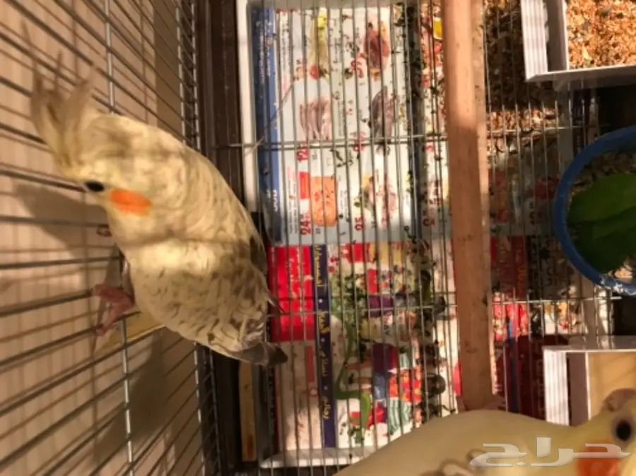 جوز كروان منتج (image 1)