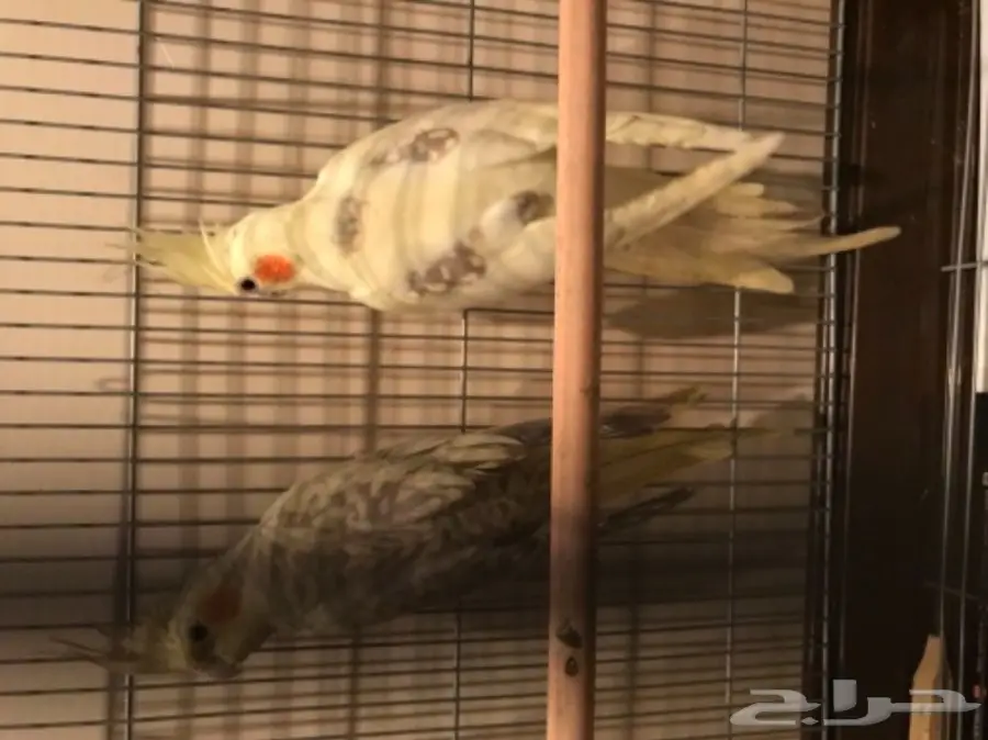 جوز كروان منتج (image 4)