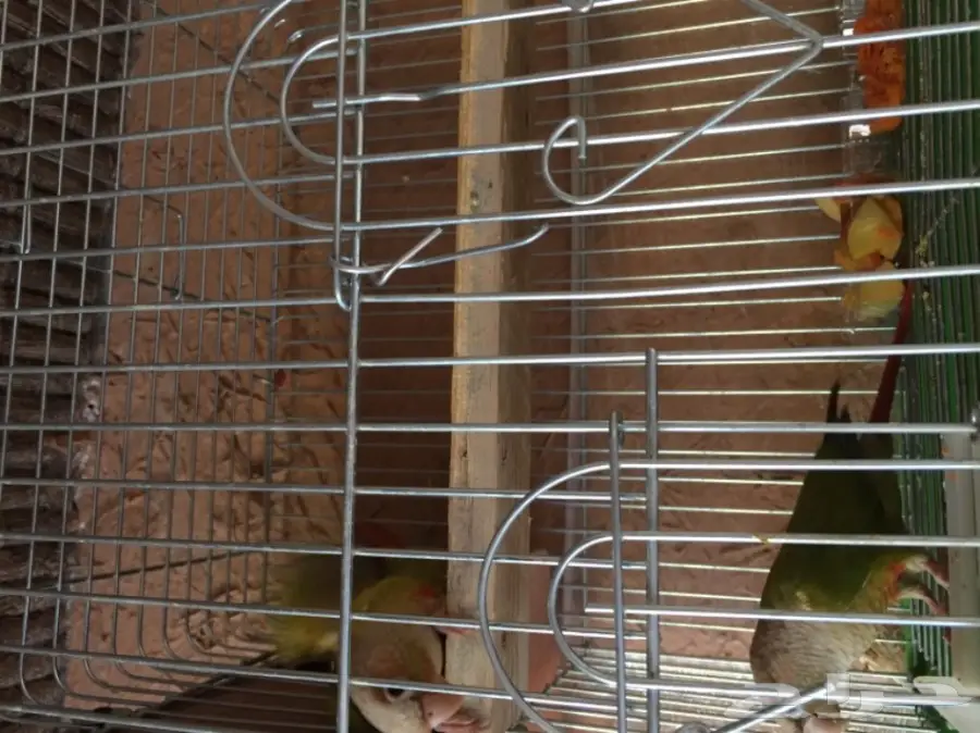 جوز كنيور للبيع الذكر يلقح الانثى (image 1)