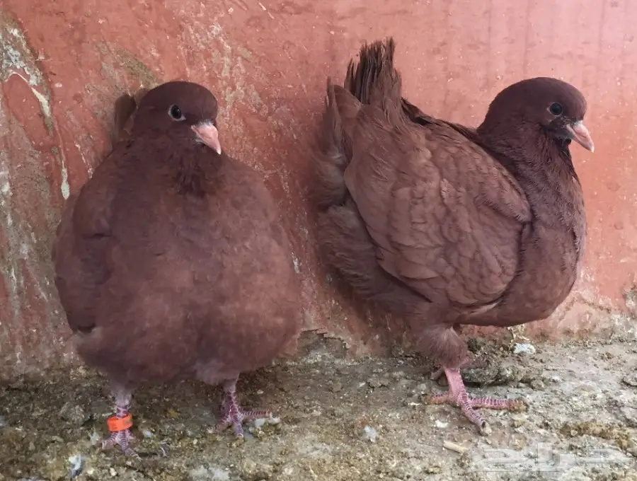 طبه كنق احمر اخوان (image 1)