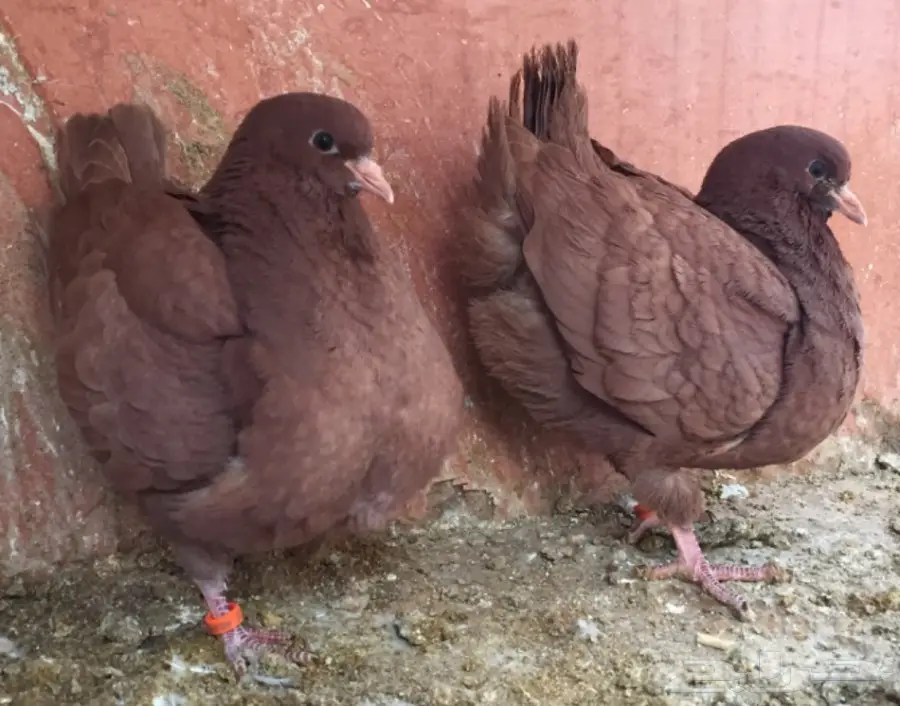 طبه كنق احمر اخوان (image 3)