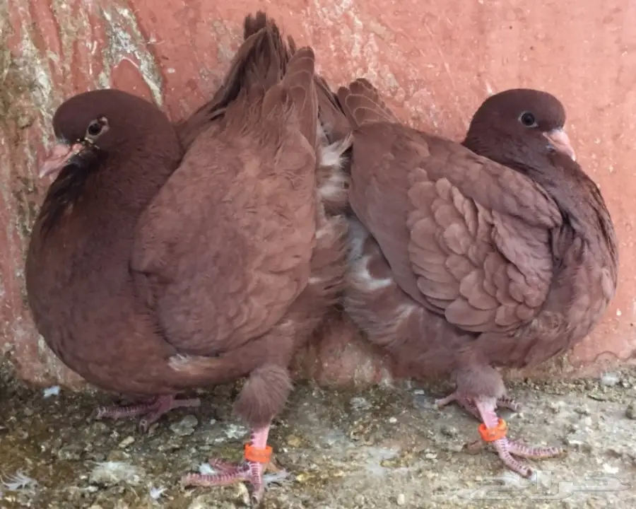 طبه كنق احمر اخوان (image 2)