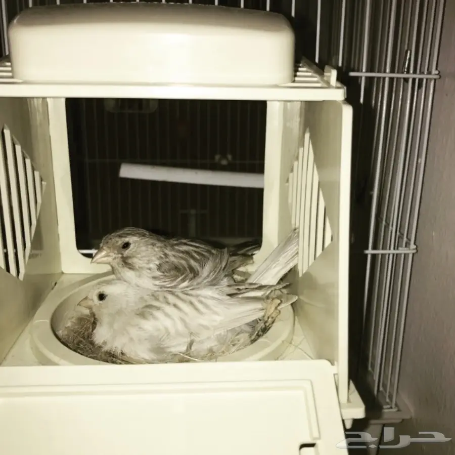 جوز كناري مع فروخ  (image 1)