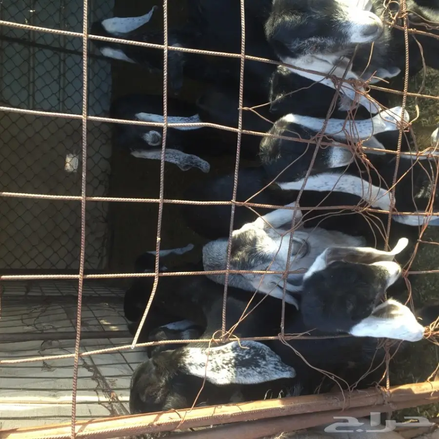 معزا للبيع العدد 50