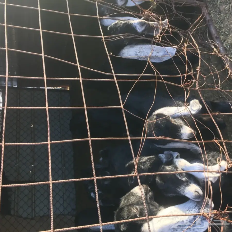 بيع أضحية مميزة - معزى عُمرهم 19 حفر + وايت (دَنا) (image 1)