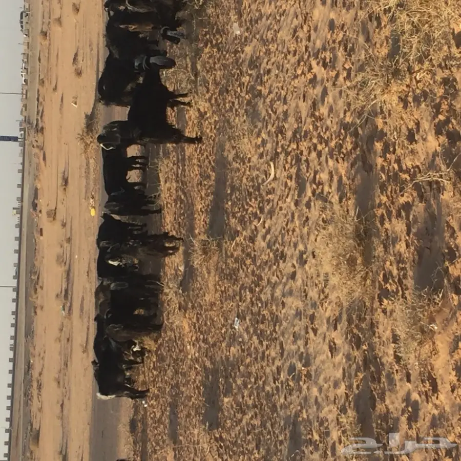 بيع أضحية مميزة - معزى عُمرهم 19 حفر + وايت (دَنا) (image 2)