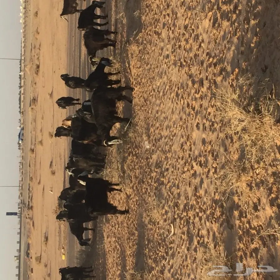 بيع أضحية مميزة - معزى عُمرهم 19 حفر + وايت (دَنا) (image 3)