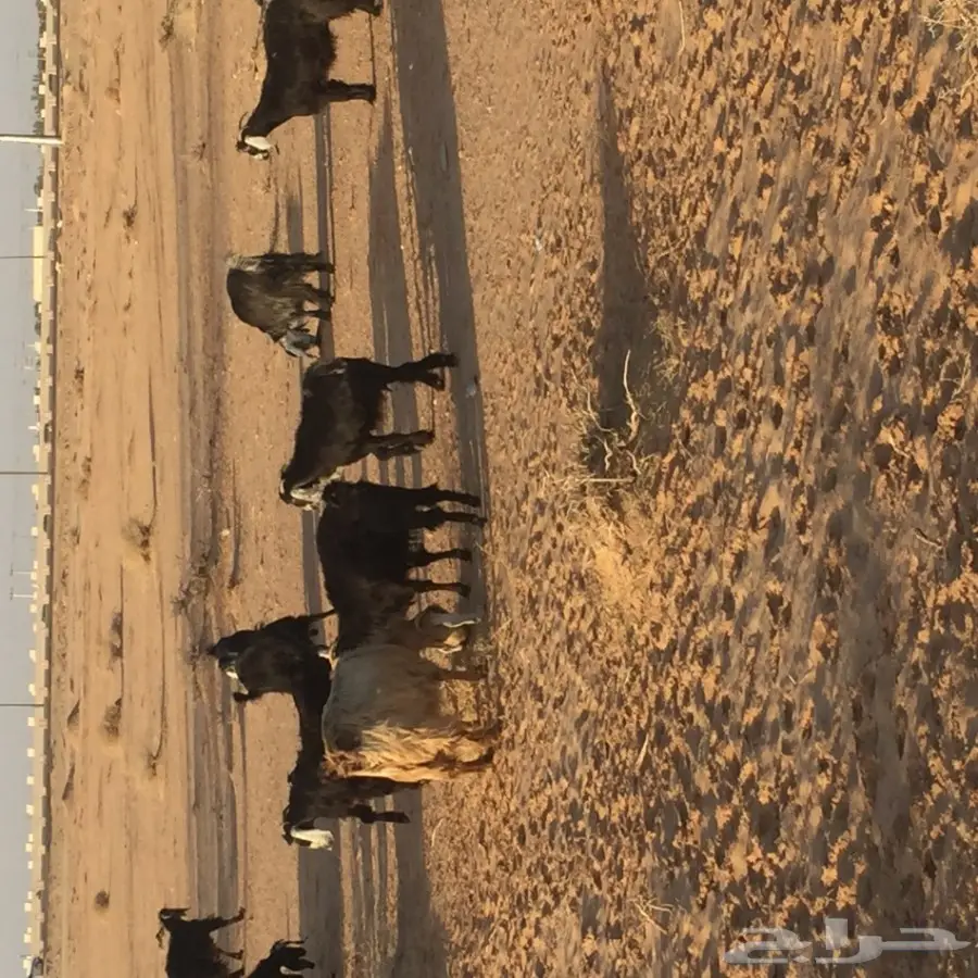 بيع أضحية مميزة - معزى عُمرهم 19 حفر + وايت (دَنا) (image 4)