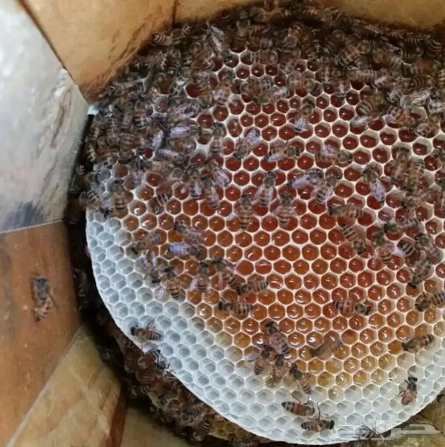 شمع العسل الصافي انتاج جديد (image 2)