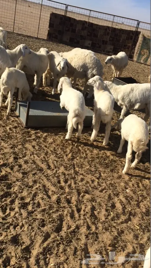 غنم حريه صنف