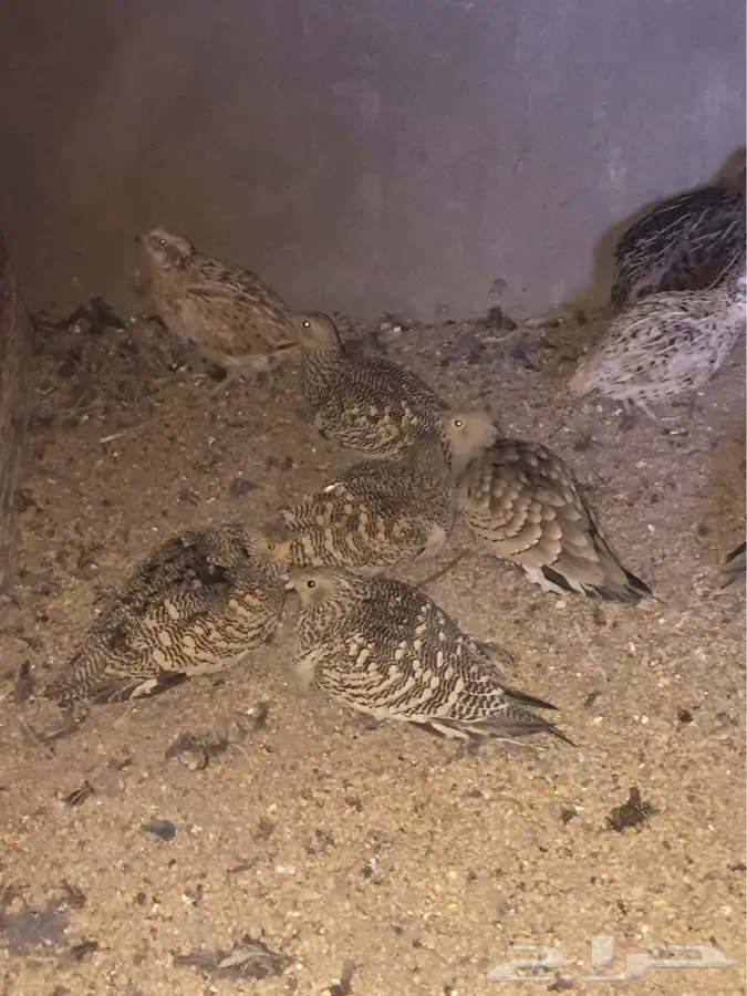 للبيع: طيور قطا مميزة - الطائف (image 1)