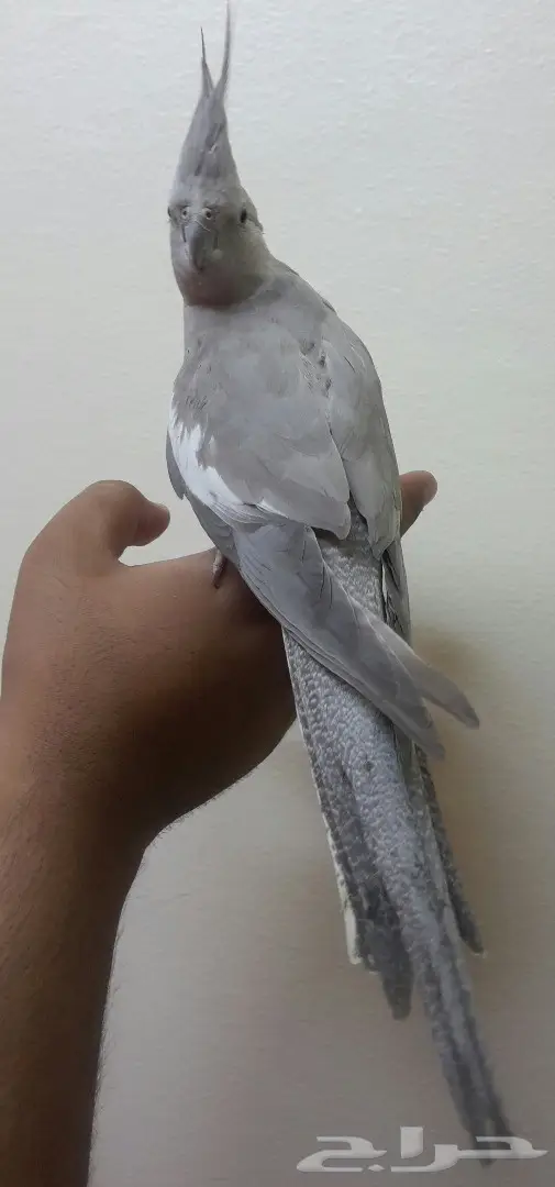 كروان هولندي كريمي اليفه (image 1)