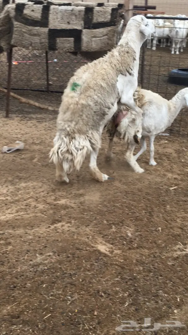 فحل حري صنف السن رباع