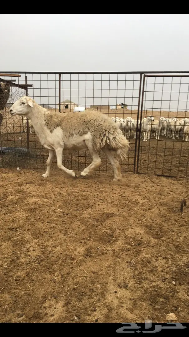 فحل حري صنف السن رباع (image 1)