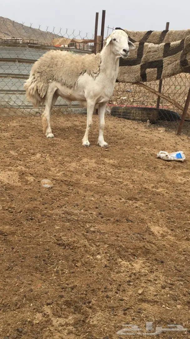 فحل حري صنف السن رباع (image 2)