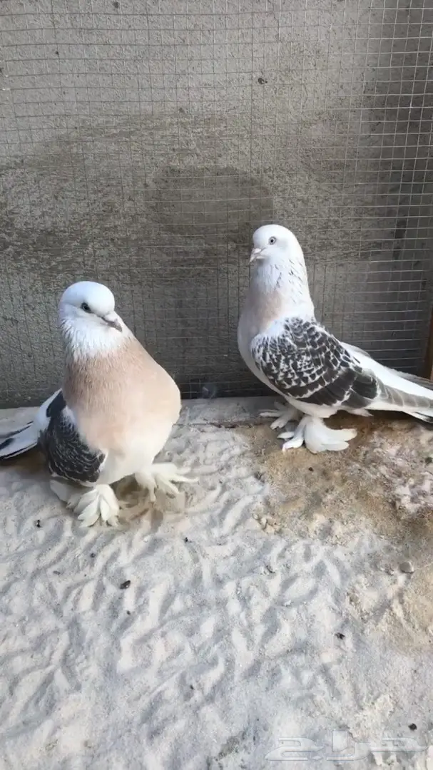 جوزين منقا  (image 1)