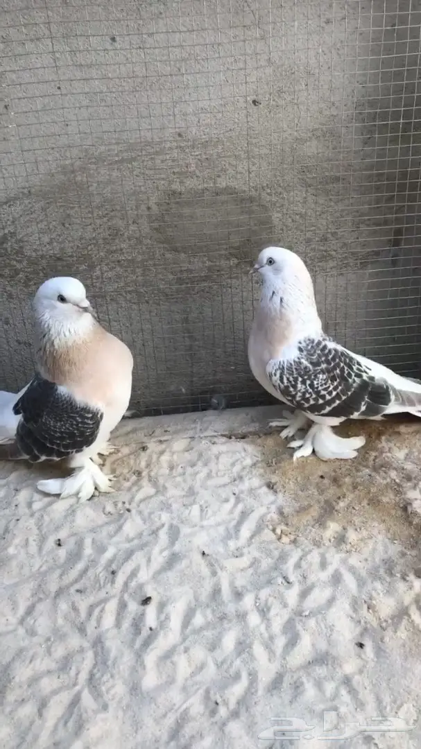 جوزين منقا  (image 2)