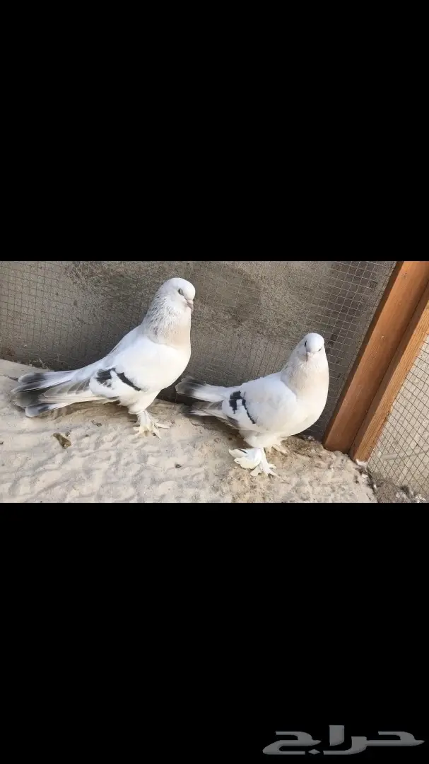 جوزين منقا  (image 3)