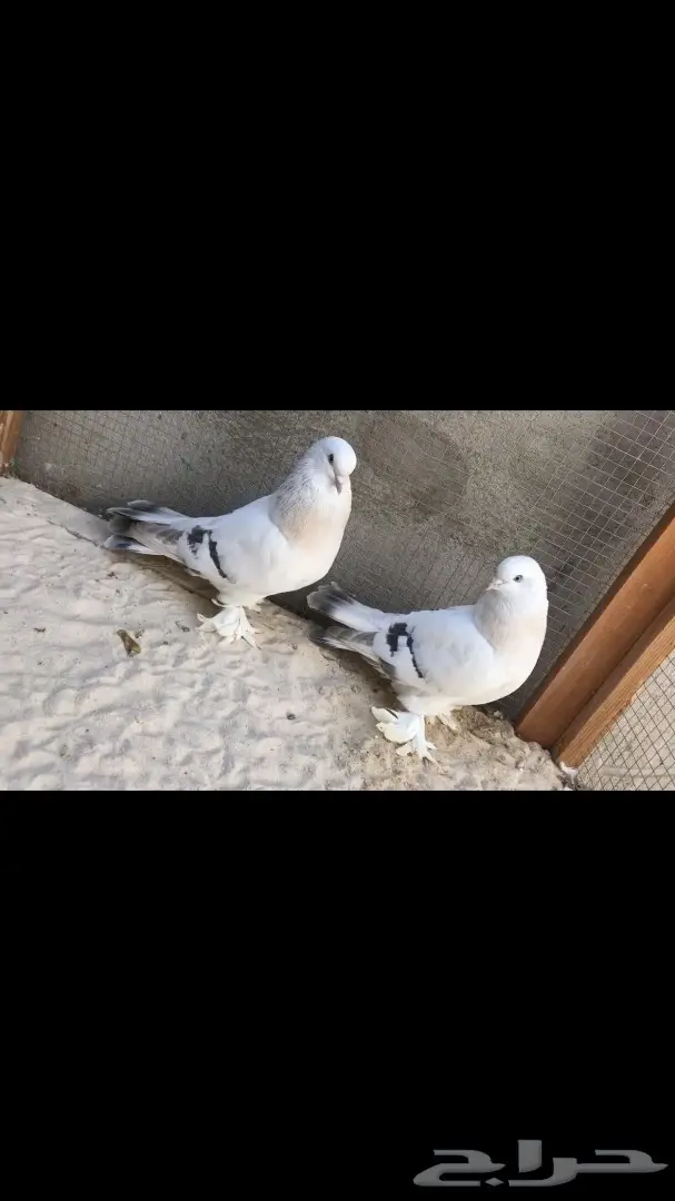 جوزين منقا  (image 4)