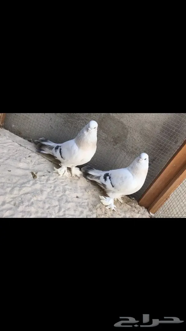 جوزين منقا  (image 5)