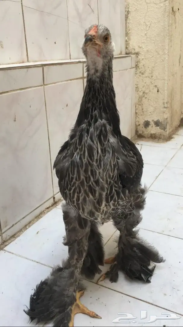 براهمآ بشآير (image 6)