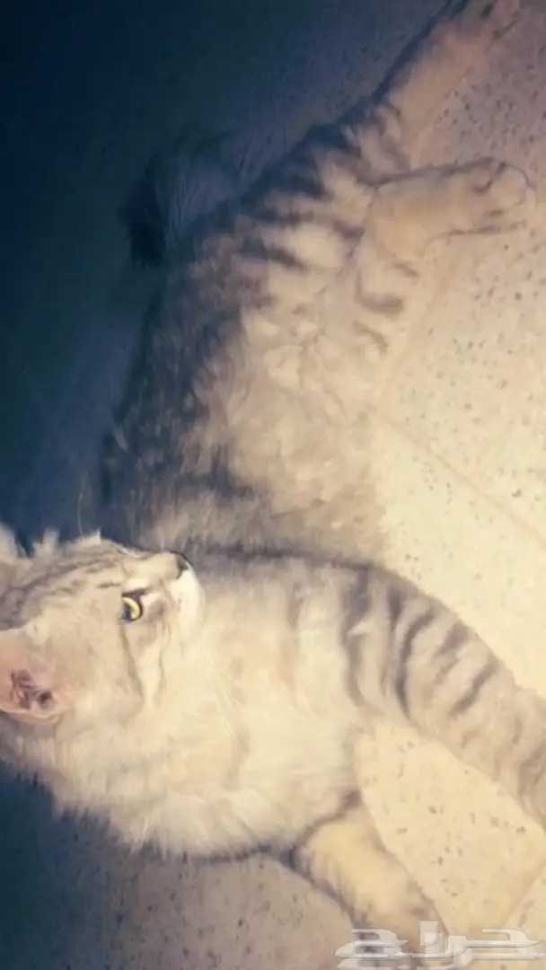 قط تايقر للبيع ذكر او للتزاوج بالاحساء 